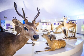 El Museo Americano de Historia