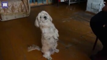 Bosnia el perro que recorre