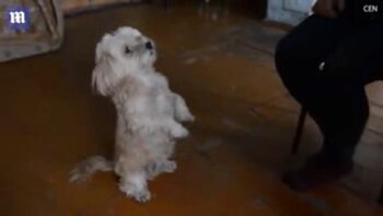 Estudios recientes confirmaron la capacidad