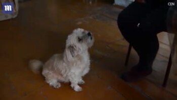 Sus propietarios aseguraron que no