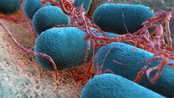 Esta infección bacteriana, causada por