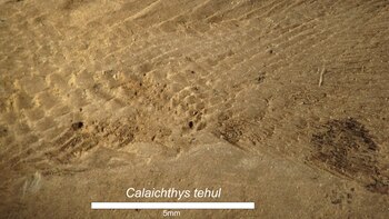 Detalle de las escamas de