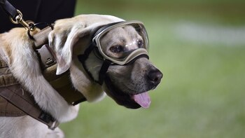 Frida, la perra labradora que