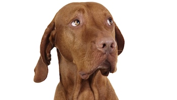 La estimulación temprana permite lograr un buen animal de compañía y evita muchos problema de comportamiento