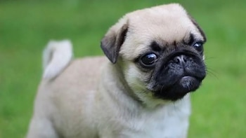 El desarrollo del sistema nervioso del animal está determinado por la calidad y cantidad de estímulos que este reciba