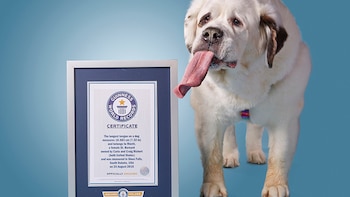 Su lengua se convirtió en