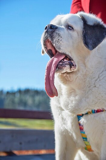 Sus dueños pretenden que con