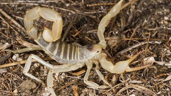 En la investigación realizada por