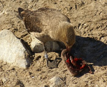 En 2017 sólo dos crías