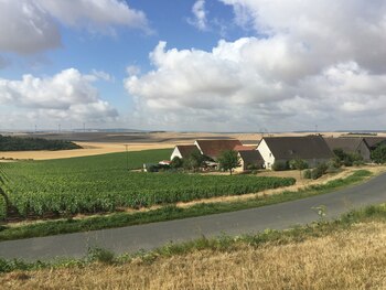 Un viñedo en la villa