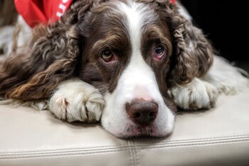 Dexter escucha a Wallick mientras