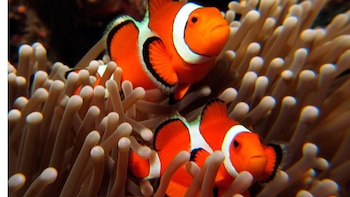 El pez payaso (Amphiprion chrysopterus),
