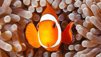 El estudio también sugiere que