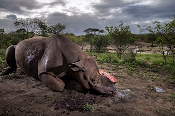 Ganador: ‘Memorial to a Species’,