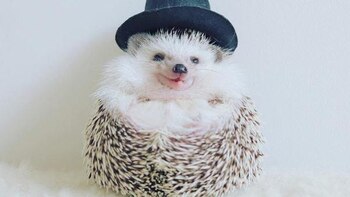 Su nombre es Azuki y