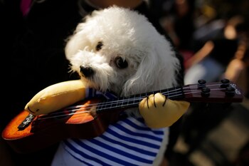 Los amantes de la música no dejaron de lado los disfraces en torno a esta temática. Un hermoso perro con un particular amor por los acordes y melodías en Halloween