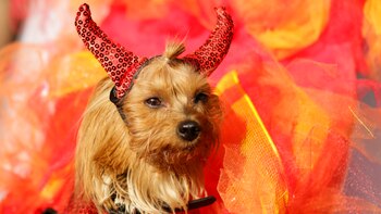 Este perro luce un divertido disfraz de diablo, el cual acompaña con su rostro maléfico