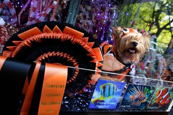 Más de 500 perros participaron del desfile y los organizadores estimaron que 6.000 espectadores desfrutaron del especial evento