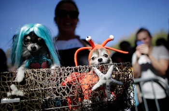 El desfile se realizó el pasado 21 de octubre y ya es un clásico para los que aman festejar la emblemática fecha de Halloween