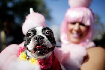 Cientos de caninos desfilaron junto a sus dueños por las calles de Nueva York y lucieron sus destacados diseños