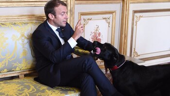 Nemo es un perro mestizo