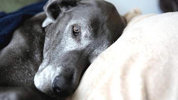 LaurieSH / Getty Images.