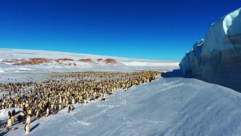 El océano Antártico alberga a