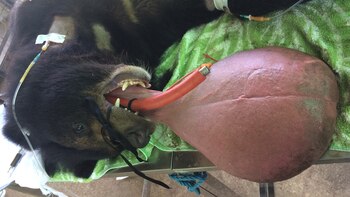 La lengua del oso pesaba