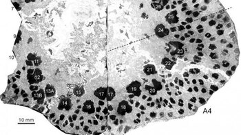 Los científicos observaron en un