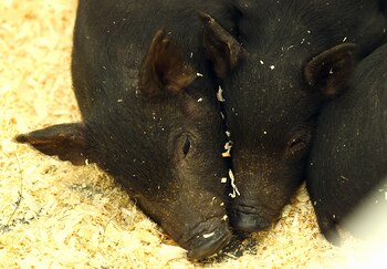 La empresa de Minnesota también