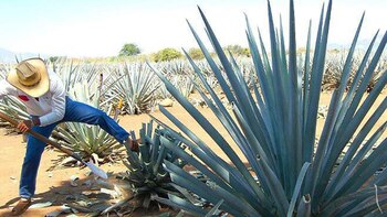 Agave, la planta que es