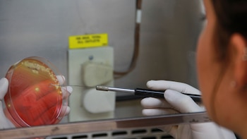 Los expertos en seguridad alimentaria