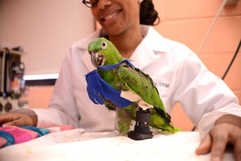 La inteligencia y la personalidad