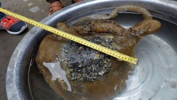 Imagen XNTJ4EE25RB33G2TG4UQFPLM7M