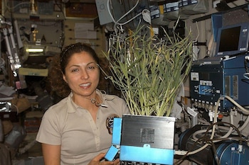 Ansari sostiene una planta cultivada