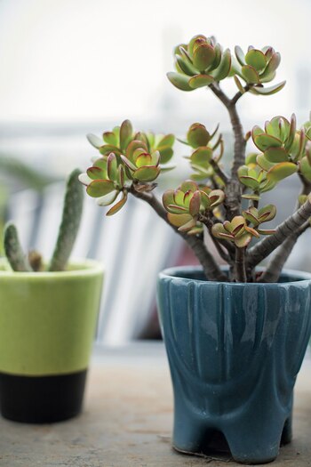 Zoom Primerísimo plano para las