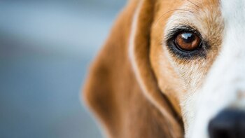 Los perros muestran más expresiones