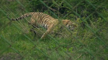 “Vladik” fue devuelto a la