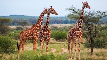 La nueva especie ha sido