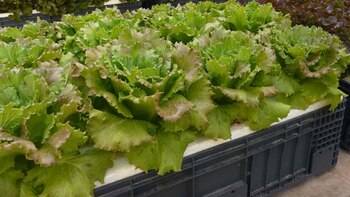 La Policía de Brasil hizo