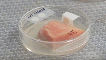 (Foto vía American Chemical Society)