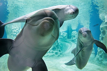 Este famoso delfín fue capturado