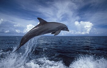 Los entrenadores logran gestar un