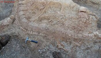 El esqueleto del ictiosauro es