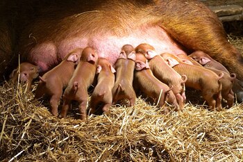 (Gretchen Dimling / The Washington