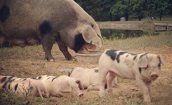 (Gretchen Dimling / The Washington