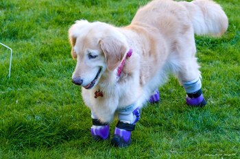 Chi Chi puede caminar y