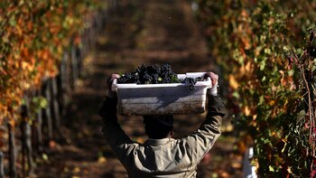 El Día del Vino Bebida