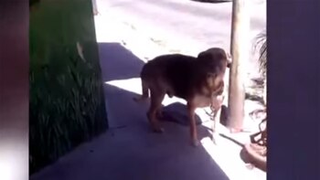 Así estaba Ortega esta mañana (Foto: captura TV).