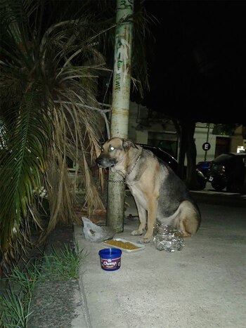 Ortega anoche. Fue abandonado atado a un poste con una cadena de ahorque